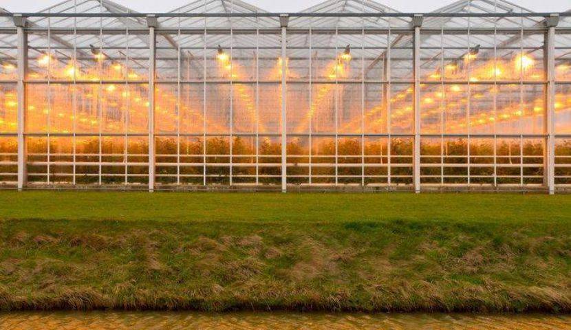 Staying Competitive in the Cannabis Market with ERP