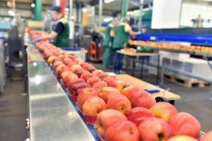 Apples on conveyor belt