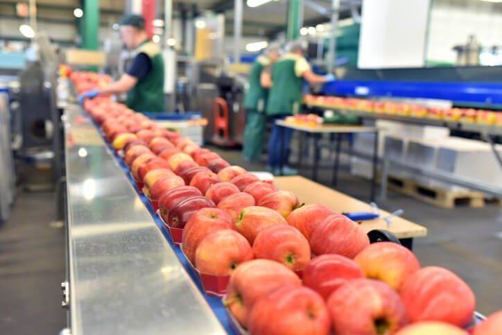 Apples on conveyor belt