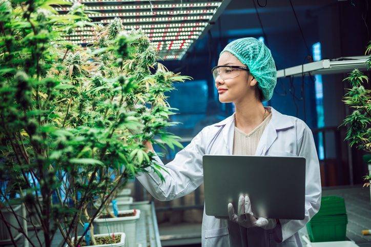 lean cannabis production consultants Lean Practices in Cannabis Grow