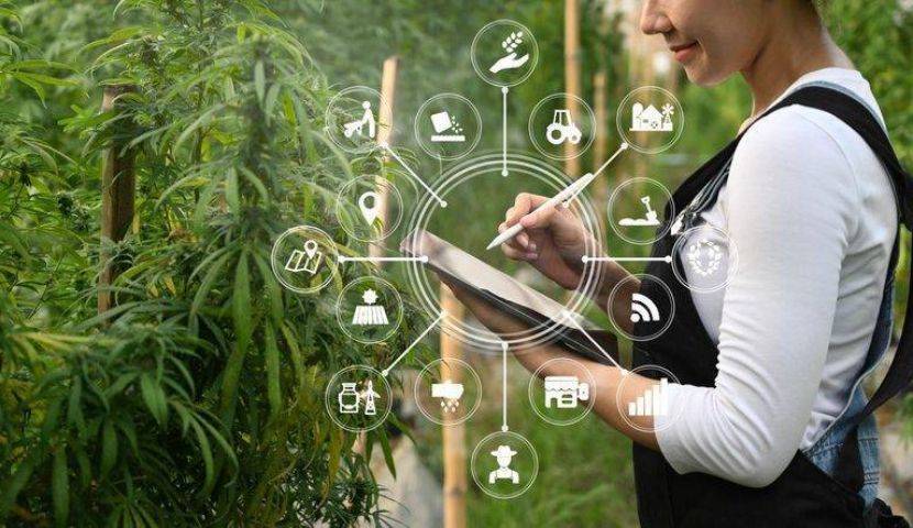 Why Automation Is Essential for Cannabis Production