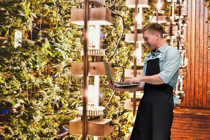 why automation is essential for cannabis production