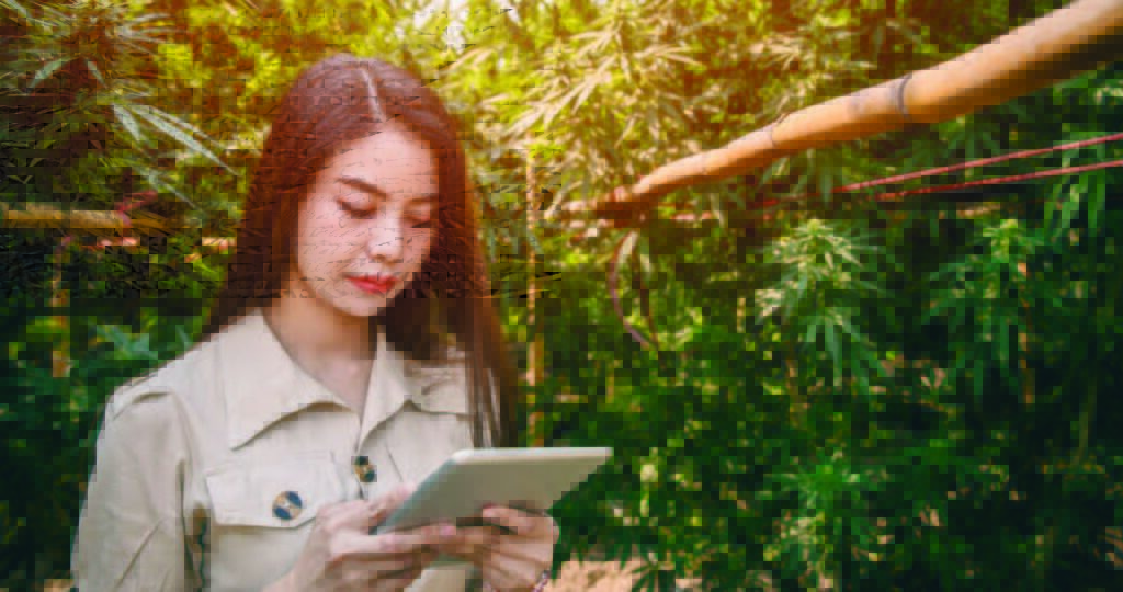 What to Look for in Cannabis Software